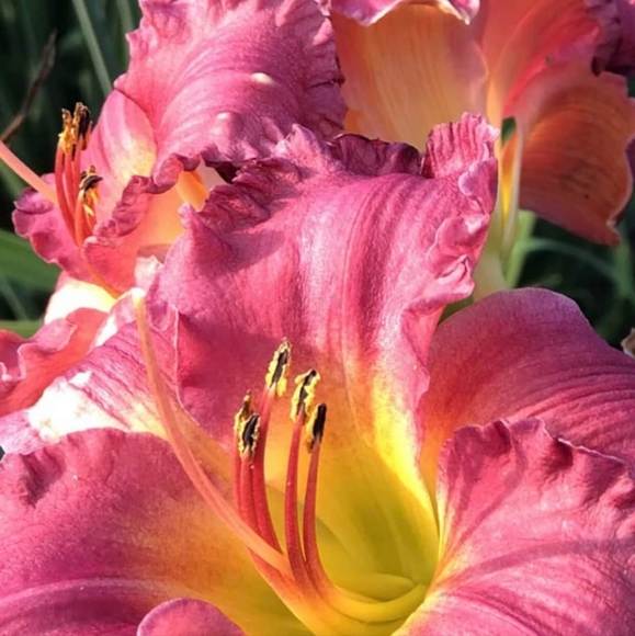 Meet your Posher, Brenna - Picture 7 of 12